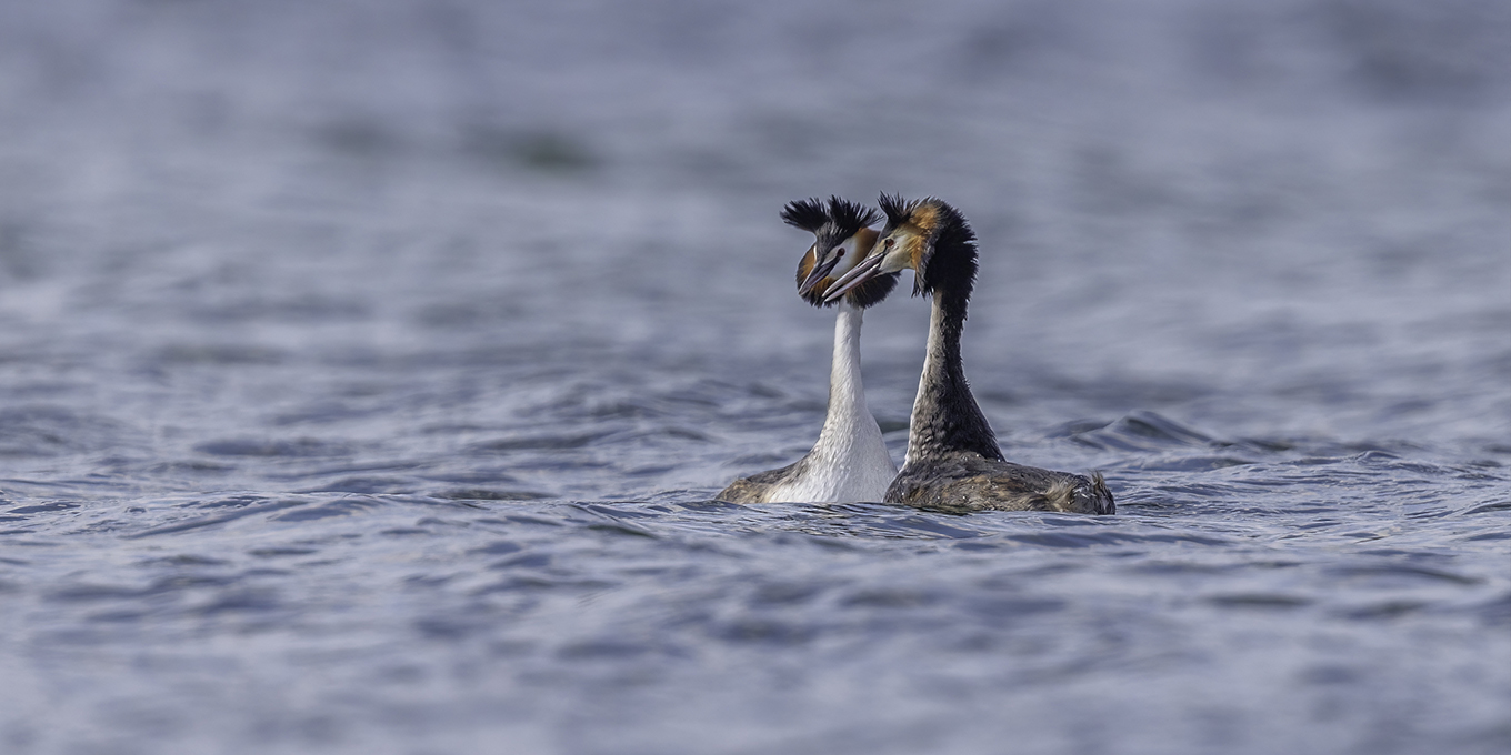 Le printemps des oiseaux des étangs